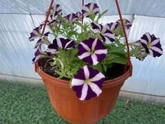 Петуния Amore Purple в кашпо