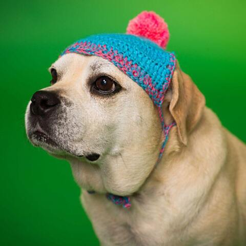 Журнал Schoppel Knit the Cat 17 Die Macher