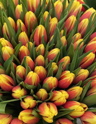 Банч 50 тюльпанов желто-красных