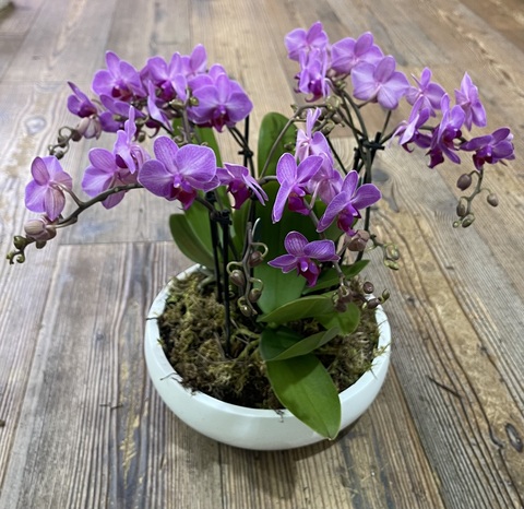 Композиция из фаленопсисов «Ботаника»