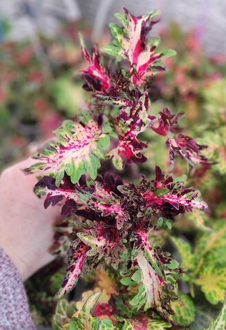 Fun Palette колеус