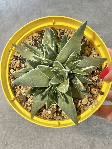 Хавортия Пумила Марджинелис d15