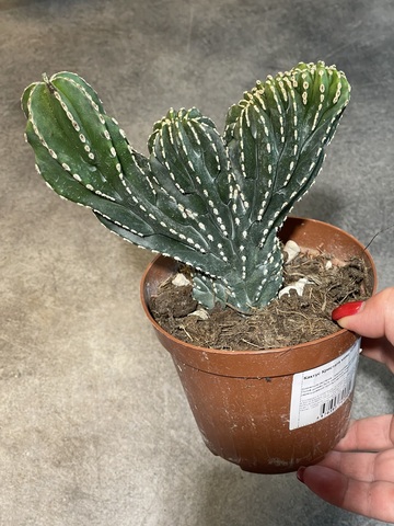 Маргинатоцереус Маргинатус Кристата d12 (7)