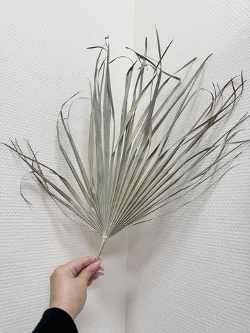 Лист пальмы Веерный натуральный сухой( М-размер)