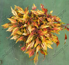 Aluston колеус КСР