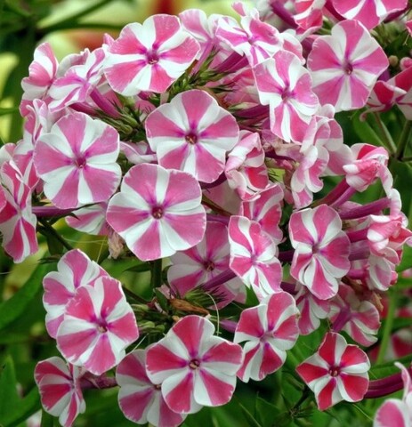 Флокс метельчатый Пеперминт Твист