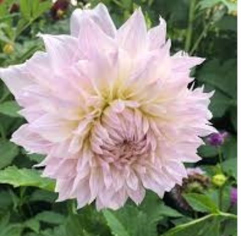 Георгин Шило Ноэль (Shiloh Noelle)