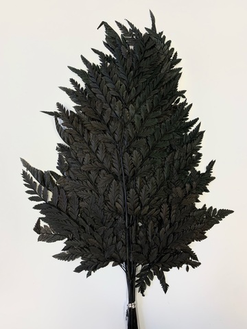 Листья папоротника Черный (упаковка)