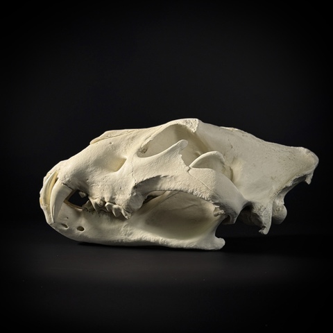 Череп льва из пластика