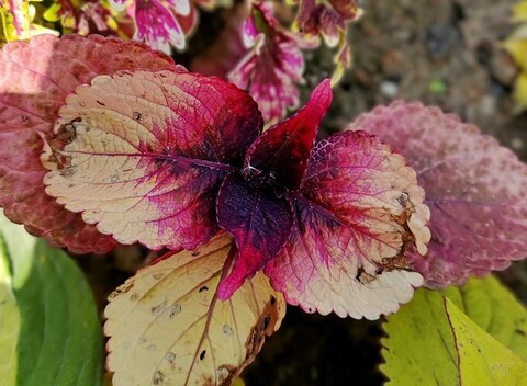 Парнасская роза колеус