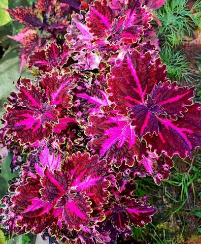 Яшма колеус КСР