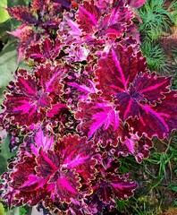 Яшма колеус КСР