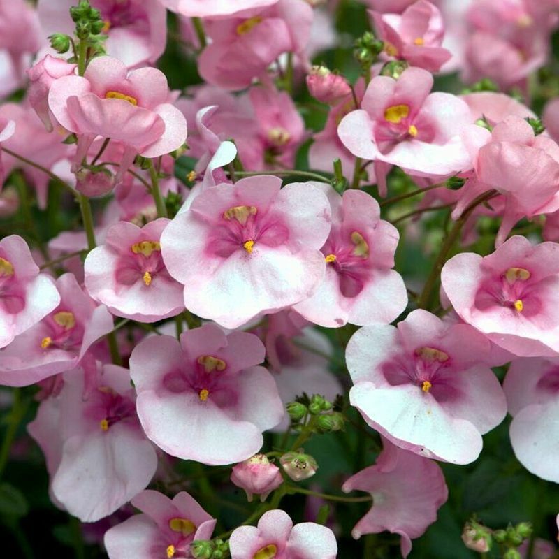 Диастия Дарла Лайт Пинк "Darla Light Pink"