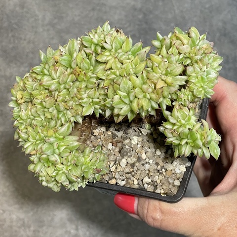 Эхеверия Элкорн кристата d7