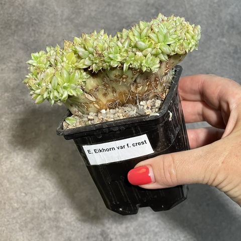 Эхеверия Элкорн кристата d7