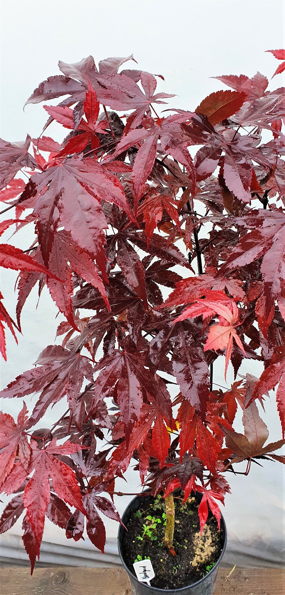 Клен дланевидный acer palmatum bloodgood