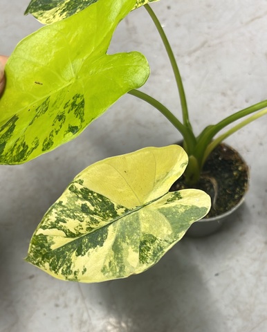 Алоказия крупноризозная 'Aurea Variegata'