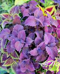 Черномор UO колеус КСР