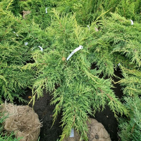 Можжевельник средний Голд Киссен | Juniperus media Gold Kissen 60-80 см