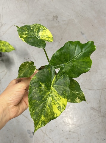 Алоказия крупноризозная 'Aurea Variegata'