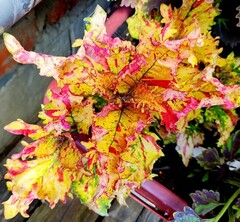 Царица лета Тай колеус КСР