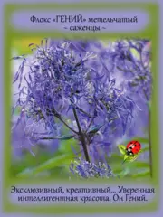 Почвопокровные и ампельные