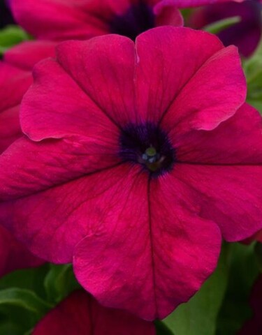 S6020 Петуния кустовая Grandiflora TriTunia Burgundy 10шт.