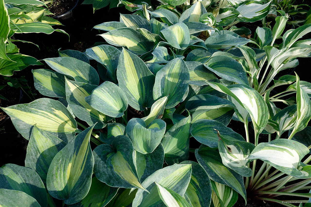 Хоста отзывы фото. Хоста (Hosta `Catherine`). Хоста Катерина Catherine. Хоста Уайт Фезе. Хоста гибридная Catherine.