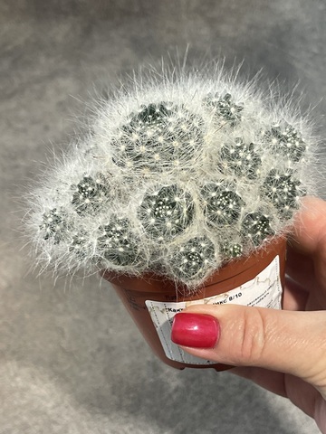 Маммиллярия Гласа d8