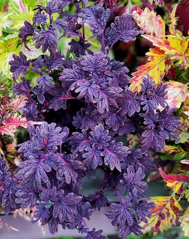 UTS Black Coral колеус