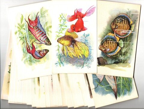 Коллекция подборка открыток - Аквариумные рыбы - художник Аристов - 24 штуки - СССР 1968 год