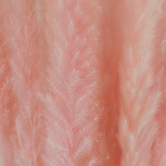 Сухоцвет, Пампасная трава мини, Светло-розовый, 60-70 см, 15 шт.