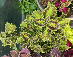 Элевеста UO колеус КСР