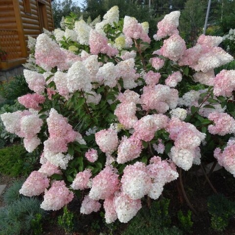 №36 Укорененный черенок Гортензия метельчатая ЛИТТЛ ФРАЙЗ (Hydrangea paniculata «Little Fraise») (ЗКС)