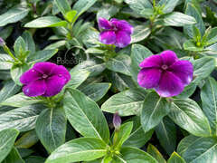 Катарантус темно-фиолетовый