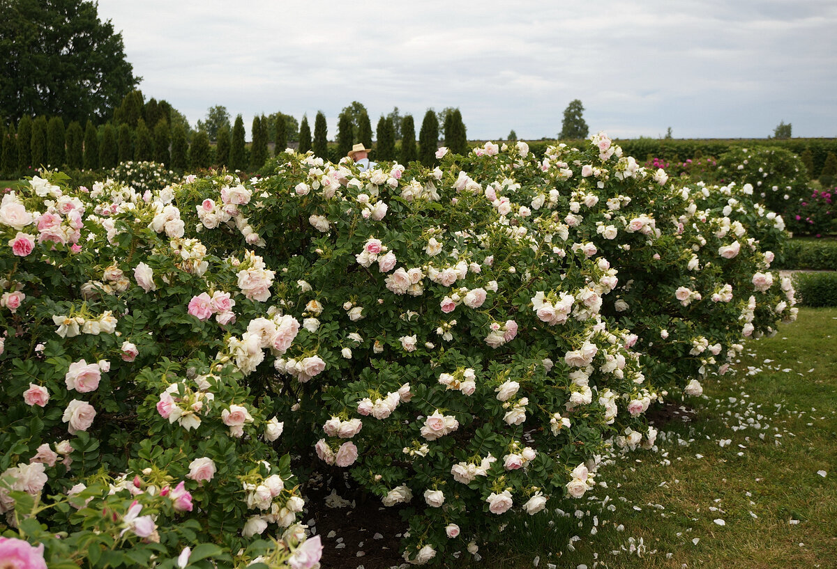Розы кустовые зимостойкие неукрывные для подмосковья фото с названиями и описанием