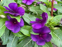 Катарантус темно-фиолетовый