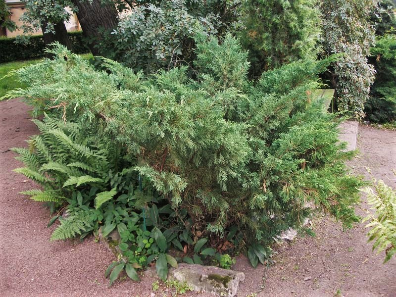 Можжевельник даурский фото в ландшафте