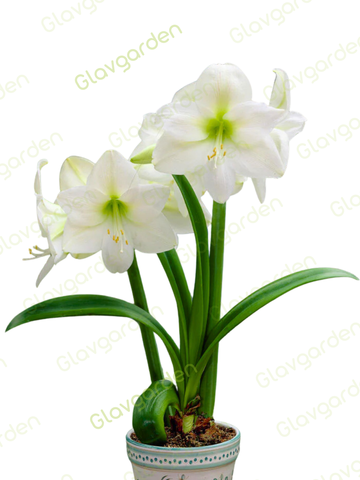 Амариллис «Мон Блан»