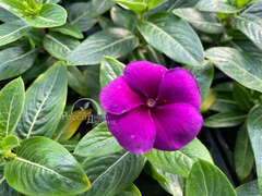 Катарантус темно-фиолетовый