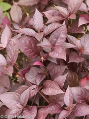 Альтернантера Purple Knight