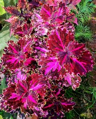 Яшма колеус КСР