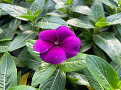 Катарантус темно-фиолетовый