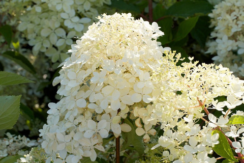 Гортензия метельчатая Фантом купить