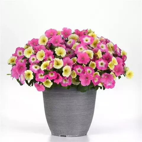 S57155 Петуния ампельная E3 Easy Wave Mix Sweet Taffy 100 шт.
