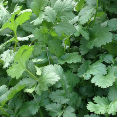 Санто семена кориандра (Sakata / Саката)