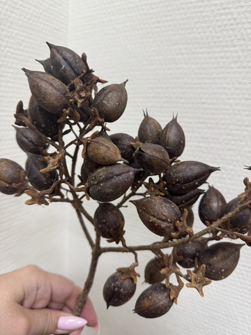 Плоды павловнии сухоцвет Натуральный