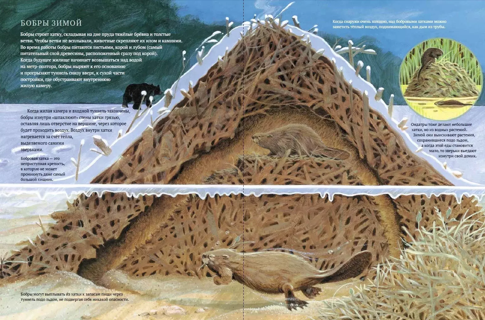 Дикий холод. Как животные выживают в самых холодных частях земли – купить  за 790 руб | Чук и Гик. Магазин комиксов