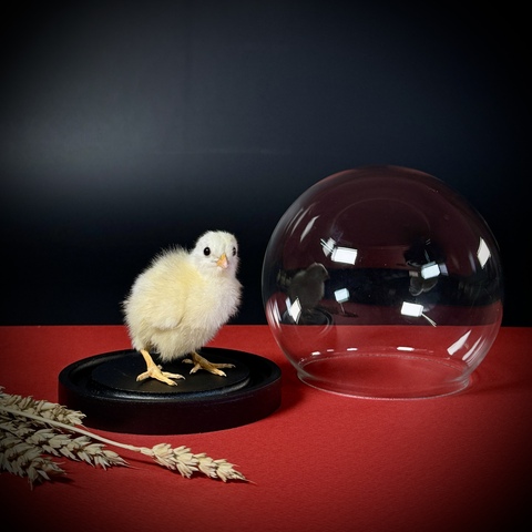 Цыплёнок в клоше