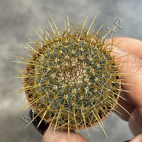 Маммиллярия Прингла d5